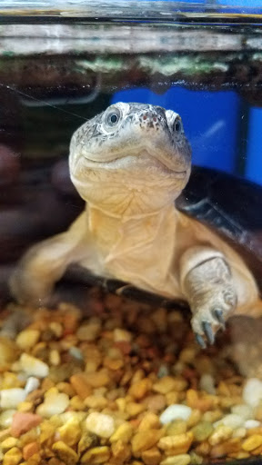 Pet Supply Store «PetSmart», reviews and photos, 250 Grossman Dr, Braintree, MA 02184, USA