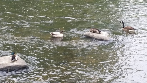 Park «Brandywine Park», reviews and photos, 1080 N Park Dr, Wilmington, DE 19802, USA