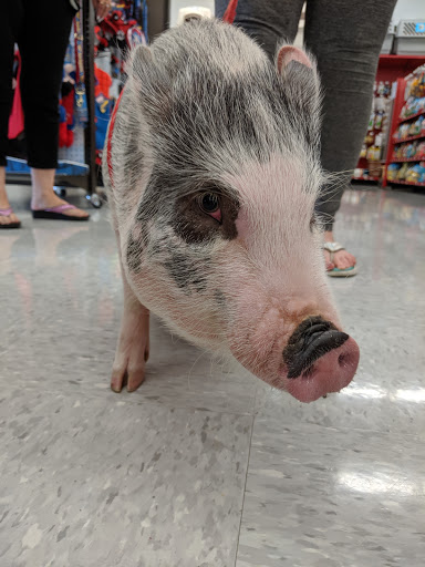 Pet Supply Store «Petco Animal Supplies», reviews and photos, 200 McMahan Blvd, Marion, OH 43302, USA