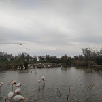 Photo n° 12 de l'avis de Romeo.L fait le 30/04/2023 à 12:02 pour Parc Ornithologique du Pont de Gau à Saintes-Maries-de-la-Mer