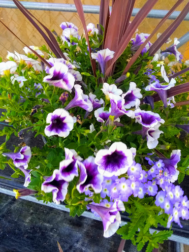 Discount Store «Walmart», reviews and photos, 1001 E Eau Gallie Blvd, Indian Harbour Beach, FL 32937, USA