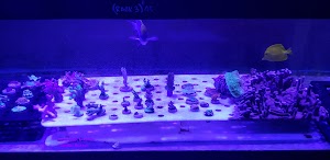 T&T Fish & Reef - photo 11