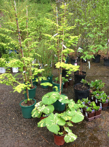 Garden Center «Victoria Gardens», reviews and photos, 1 Cottekill Rd, Rosendale, NY 12472, USA