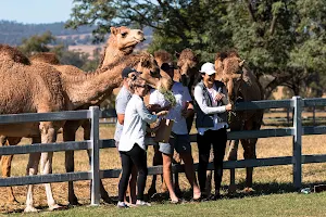 Summer Land Camels image