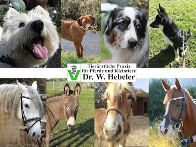 Wolf Günther Hebeler Tierarzt für Pferde und Kleintiere Gut Zollhaus 1, 86842 Türkheim, Deutschland