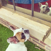 Ohana Pet Care and Counseling - Photo 3 - Car repair in , Louisville