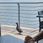 Photo n°2 de l'avis de Gloria.r fait le 27/07/2021 à 16:02 sur le  Oltrelago à Travedona Monate