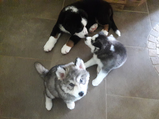 Pet Supply Store «Pet Supplies Plus», reviews and photos, 4100 Legacy Dr Suite 402, Plano, TX 75024, USA