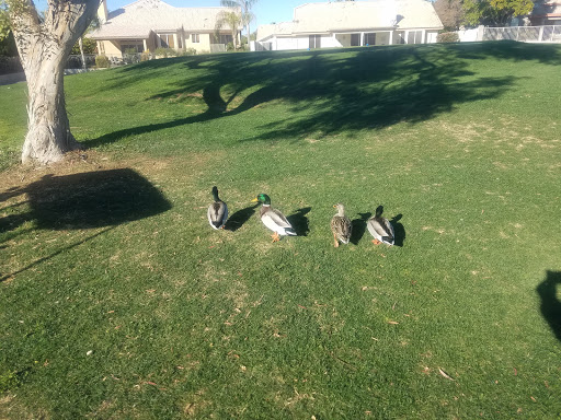 Golf Club «Painted Mountain Golf Resort», reviews and photos, 6210 E McKellips Rd, Mesa, AZ 85215, USA