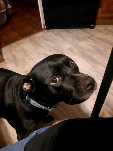 Pet Supply Store «PetSmart», reviews and photos, 3033 NY-50, Saratoga Springs, NY 12866, USA