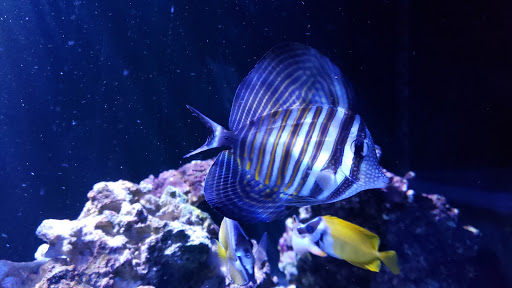Tropical Fish Store «Manhattan Aquariums», reviews and photos, 522 W 37th St, New York, NY 10018, USA