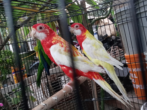 Pet Store «Inez Pet Shop», reviews and photos, 3825 Whittier Blvd, Los Angeles, CA 90023, USA