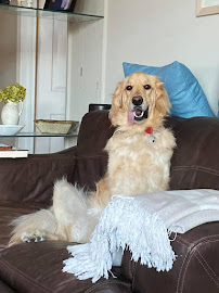 The Dog Wizard Virginia Beach - Photo 5 - Car repair in , Virginia Beach