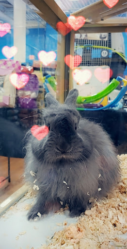 Pet Supply Store «Pet Supermarket», reviews and photos, 2595 SE Federal Hwy, Stuart, FL 34994, USA