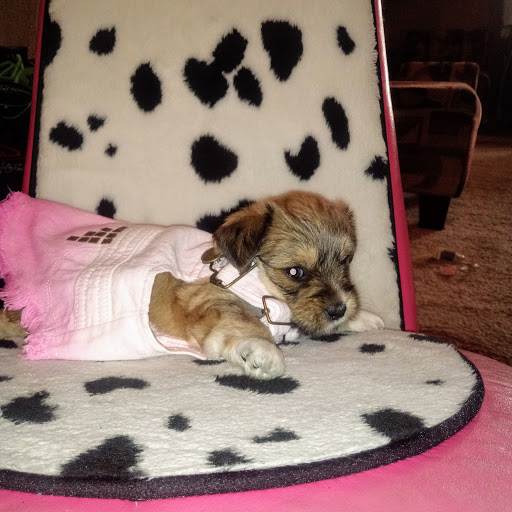 Pet Supply Store «PetSmart», reviews and photos, 12142 Jefferson Ave, Newport News, VA 23602, USA