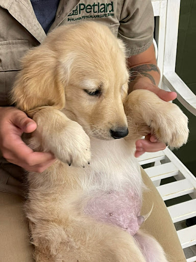 Pet Store «Petland», reviews and photos, 351 Diederich Blvd, Ashland, KY 41101, USA