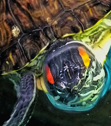 Pet Store «Fin-N-Feather», reviews and photos, 2931 F St, Eureka, CA 95501, USA