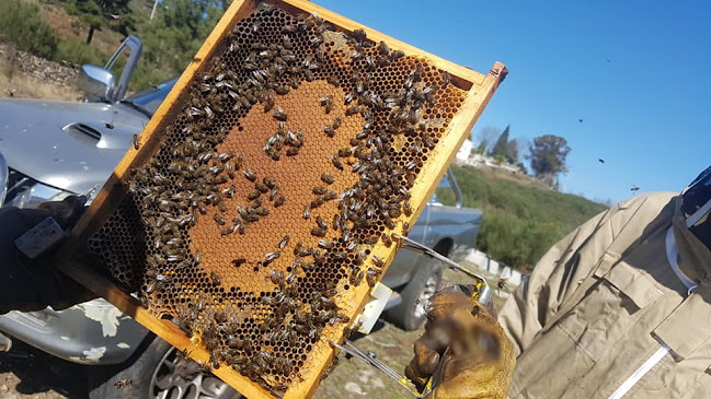 Alto do Castelo - Produtos Apícolas - Loja de produtos naturais