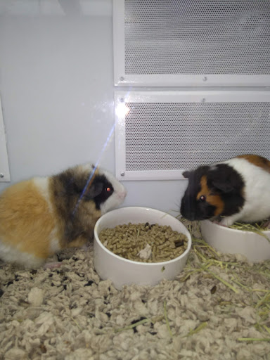 Pet Supply Store «Petco Animal Supplies», reviews and photos, 2895 Gulf Fwy S, League City, TX 77573, USA