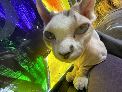 Explore rib tattoo ideas, creative tattoo ideas in Conroe, available at Monsters Ink, LLC