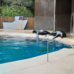 Photo n° 6 de l'avis de Nessy.O fait le 16/08/2022 à 12:48 pour Zoo African Safari à Plaisance-du-Touch