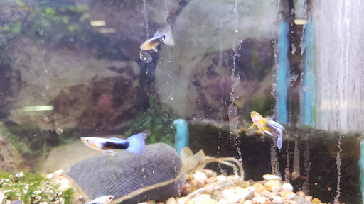 Pet Store «Boiling Springs Pet World», reviews and photos, 2651 Boiling Springs Rd, Spartanburg, SC 29316, USA