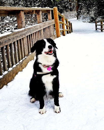 Pet Supply Store «Pet Pros», reviews and photos, 13402 Bothell Everett Hwy, Mill Creek, WA 98012, USA