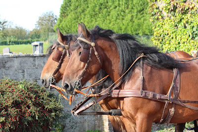 Picardie attelage à Trefcon
