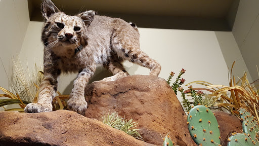 Art Museum «Briscoe Western Art Museum», reviews and photos, 210 W Market St, San Antonio, TX 78205, USA