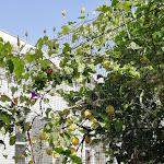 Photo n°1 de l'avis de Arianna.a fait le 23/06/2022 à 08:20 sur le  Hotel Villa Cecilia à Ischia