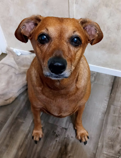 Animal Clinic of the Ozarks image