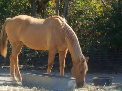 Wildlife Refuge «Big Run Wolf Ranch», reviews and photos, 14857 N Farrell Rd, Lockport, IL 60441, USA