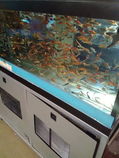 Pet Supply Store «Petco Animal Supplies», reviews and photos, 1350 S Ironton St #120, Aurora, CO 80012, USA