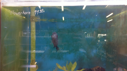 Tropical Fish Store «The Fish Store», reviews and photos, 12320 Lake City Way NE, Seattle, WA 98125, USA