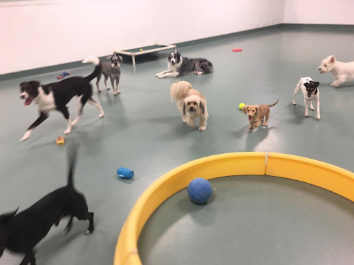 Kennel «Barkaritaville Pet Resort», reviews and photos, 6617 Jefferson St, Corpus Christi, TX 78413, USA
