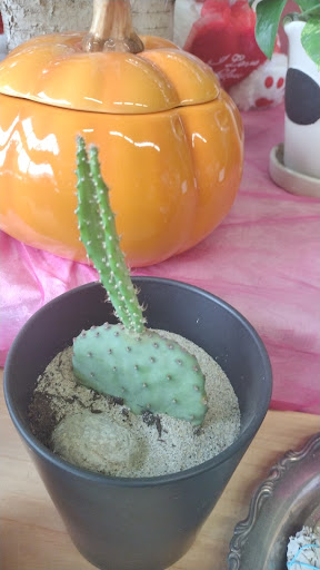 Florist «Tony Rossi Sons Florists», reviews and photos, 1508 Fruitvale Ave, Oakland, CA 94601, USA