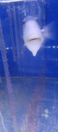 Pet Store «Leesburg Pet Center», reviews and photos, 959 N 14th St, Leesburg, FL 34748, USA