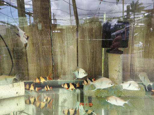 Tropical Fish Store «Neighborhood Fish Farm», reviews and photos, 12150 SW 45th St, Miami, FL 33175, USA