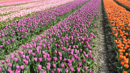 Florist «Classic Florist & Home Decor LLC», reviews and photos, 913 Hillcrest Pkwy, Dublin, GA 31021, USA