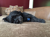 Emilia the Dog Walker - Photo 9 - Car repair in , Miami