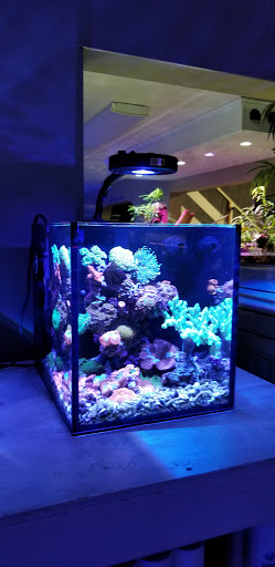 Tropical Fish Store «Neptune Aquatics», reviews and photos, 1238 N 5th St, San Jose, CA 95112, USA