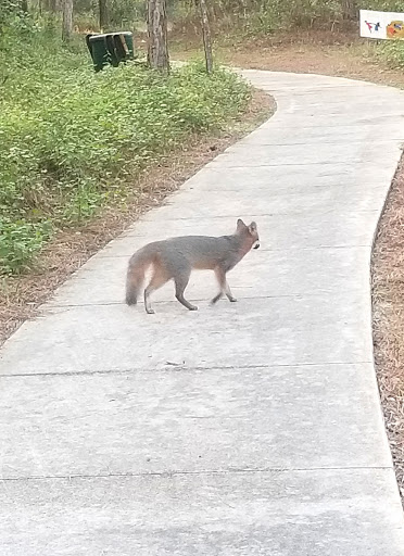 Park «Miramar Pineland Park», reviews and photos, 3600 S University Dr, Miramar, FL 33025, USA