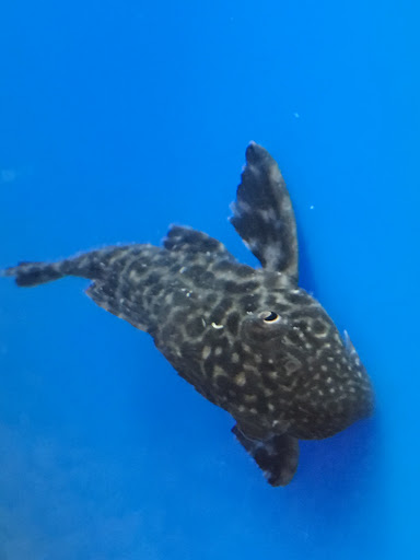 Pet Supply Store «PetSmart», reviews and photos, 450 Fairview Ave, Hudson, NY 12534, USA