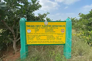 Merpanaikkadu Cashew Forest image