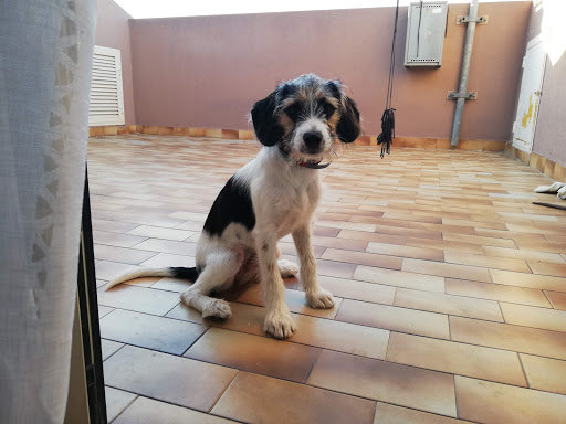 Pensioni per cani e dog hotel a Tana di Bau Club