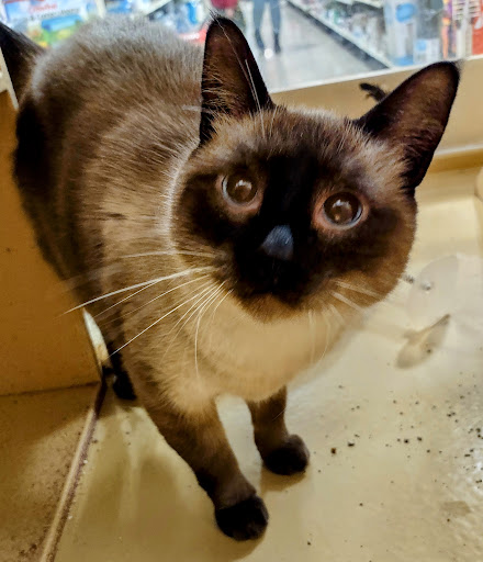 Pet Supply Store «PetSmart», reviews and photos, 2801 Pine Lake Rd, Lincoln, NE 68516, USA