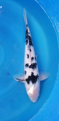 Cali Koi image