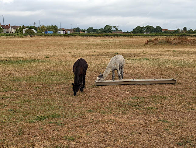 Alpaca Barn, Wolfridge, Forty Acre Ln, Alveston, Bristol BS35 3QU, United Kingdom