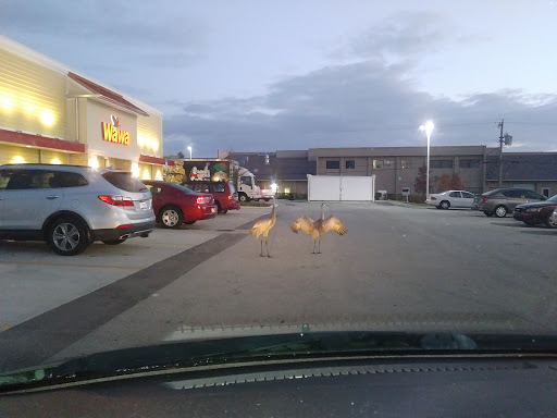 Sandwich Shop «Wawa», reviews and photos, 5605 N Wickham Rd, Palm Shores, FL 32940, USA