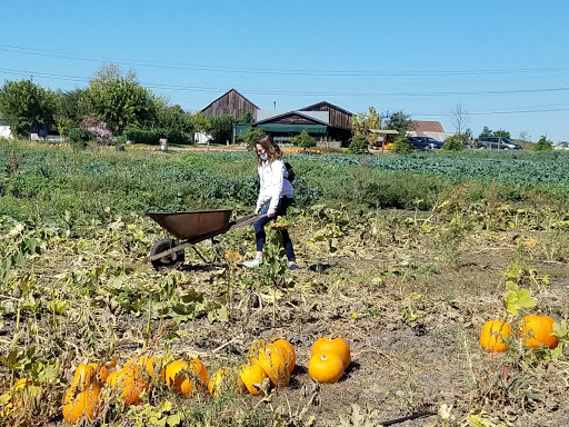 Produce Market «Green String Farm», reviews and photos, 3571 Old Adobe Rd, Petaluma, CA 94954, USA